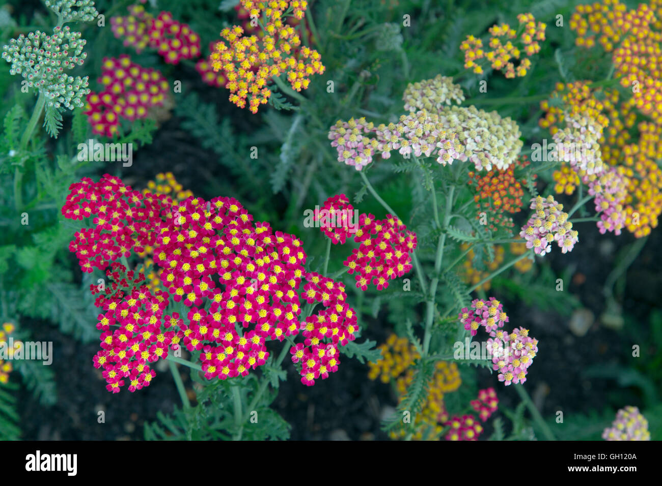 Achillea Feuerland o Yarrow Feuerland Foto Stock