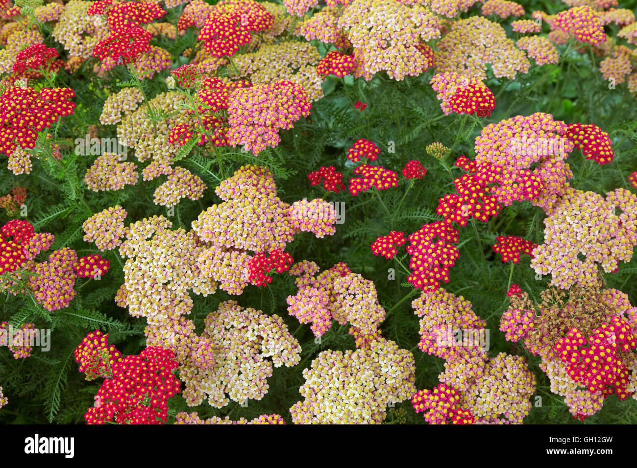 Achillea millefolium 'Paprika' in fiore Foto Stock