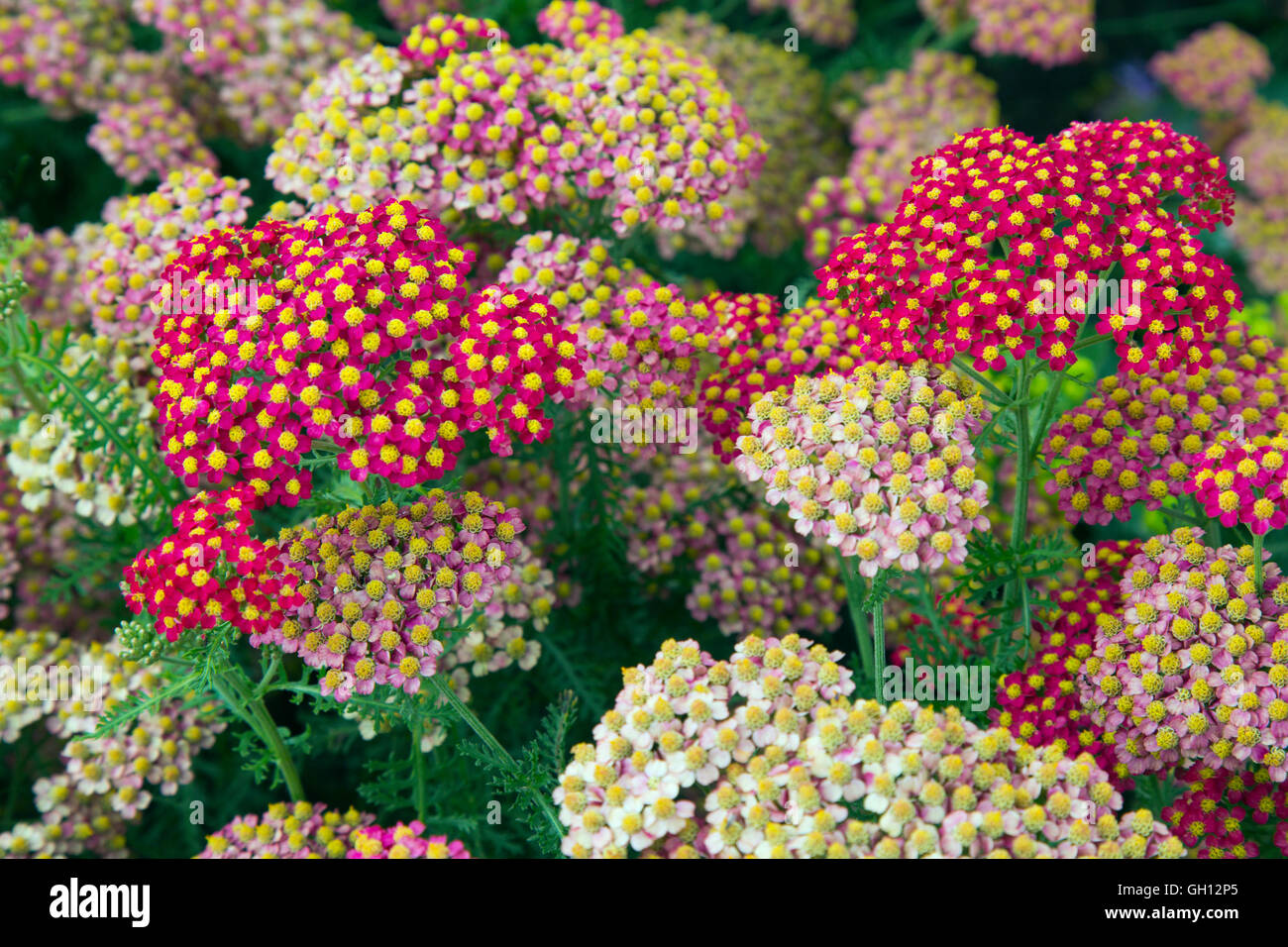 Achillea millefolium 'Paprika' in fiore Foto Stock