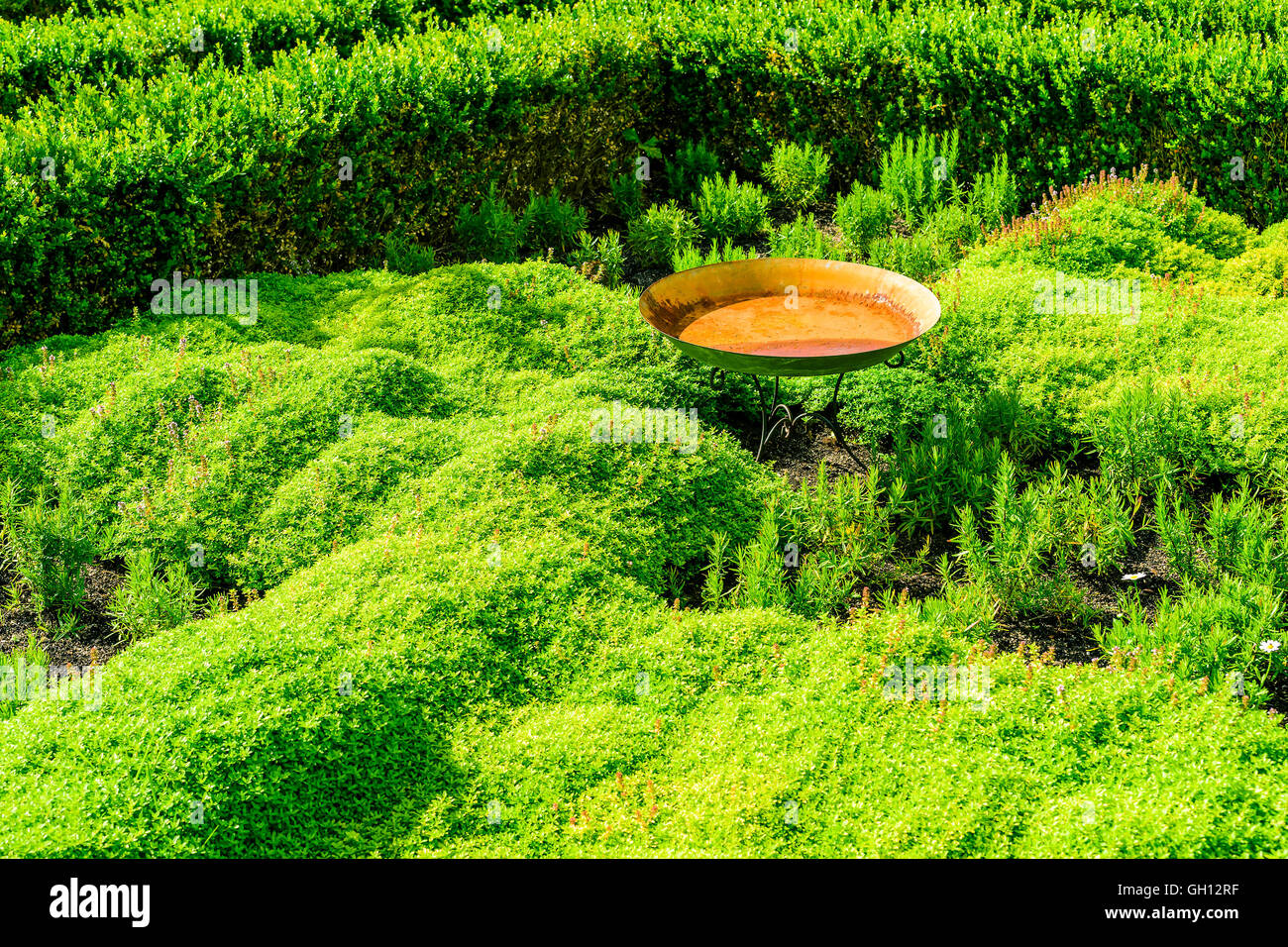 Vecchio arrugginito Bagno uccelli in un oceano di vegetazione verde. Acqua molto piccola a sinistra nel bagno dopo un periodo di siccità. Foto Stock