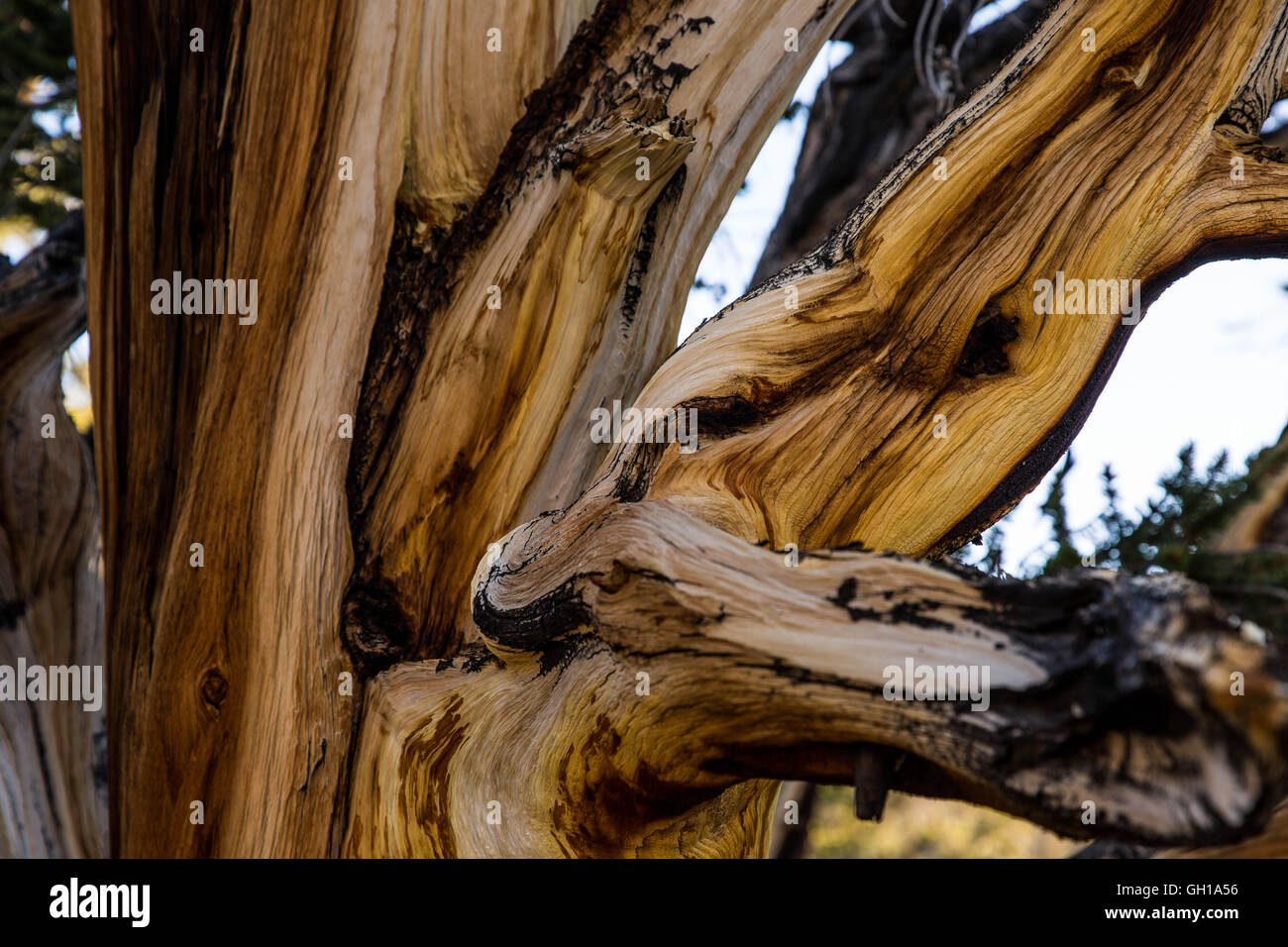 Giugno 14, 2014 - White Mountains, California, Stati Uniti - L'abbaio di un pino bristlecone presso sunrise nel Bristlecone Pine Forest. Il Bristlecone antica pineta è a casa per gli alberi più vecchi del mondo, Bristlecone Pines. Sotto il profilo ecologico, le montagne bianche sono come le altre gamme nel bacino e la gamma provincia; sono asciutti, ma i pendii superiore da 9.200 a 11.500 ft tenere aperte le foreste subalpine del Grande Bacino bristlecone pine. Un pino bristlecone è una delle tre specie di alberi di pino (Famiglia Pinaceae, genere Pinus, sottosezione Balfourianae). Tutte e tre le specie sono di lunga durata e altamente resilie Foto Stock