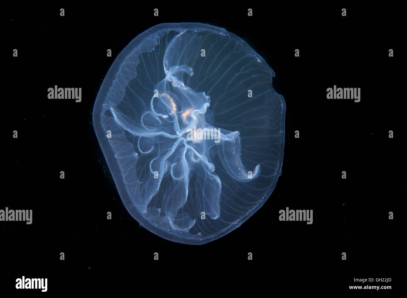 Una mutazione genetica, questa medusa ha sette gonadi invece di quattro - Luna jelly, comune meduse o luna medusa (Aurelia aur Foto Stock