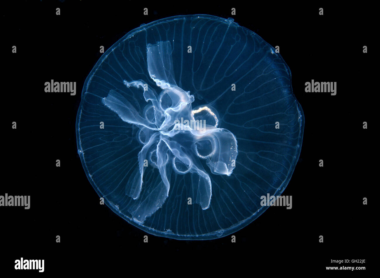 Una mutazione genetica, questa medusa ha sette gonadi invece di quattro - Luna jelly, comune meduse o luna medusa (Aurelia aur Foto Stock