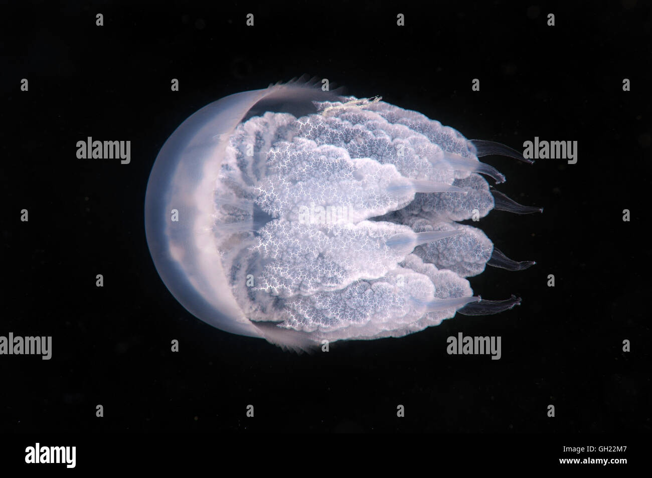 Canna meduse, pattumiera con coperchio o di medusa frilly sbalorditi medusa (Rhizostoma pulmo) Mar Nero Foto Stock