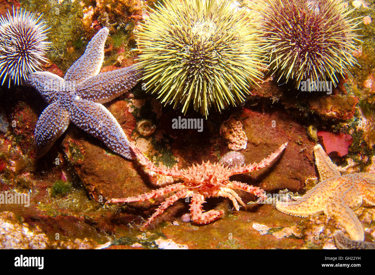 Baby Red king granchio, Kamchatka crab o Alaskan granchio reale (Paralithodes camtschaticus) nascosti tra i ricci di mare e stelle marine Foto Stock