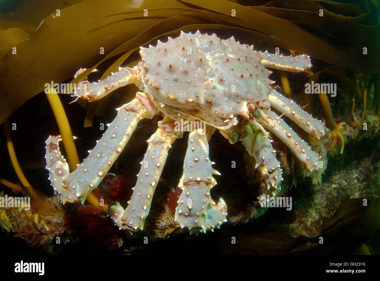 Red king granchio, Kamchatka crab o Alaskan granchio reale (Paralithodes camtschaticus) seduto sul mare asta (Laminaria hyperborea) Foto Stock