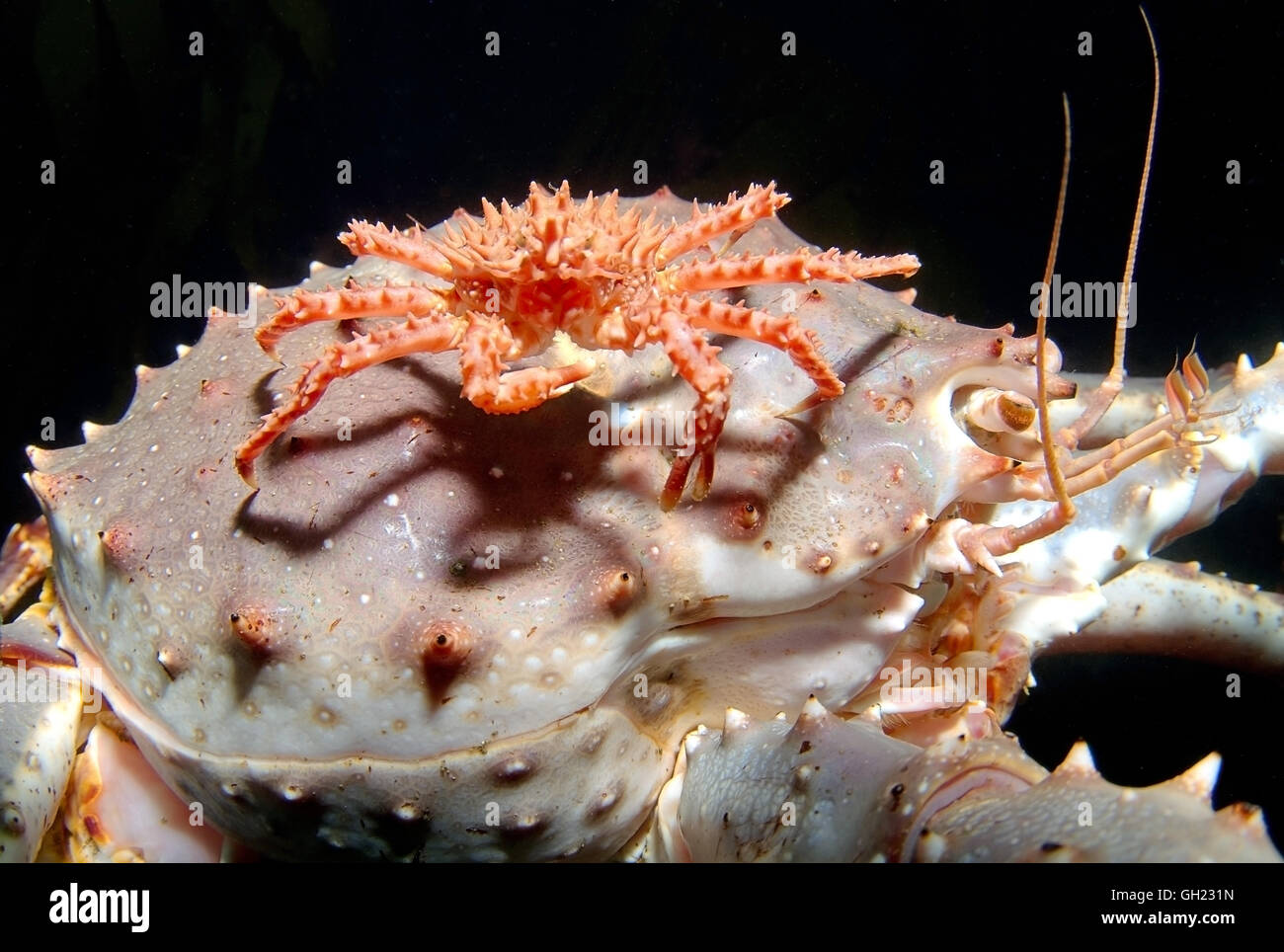 Baby Red granchio reale si trova sulla cima di un adulto Red king granchio, Kamchatka crab o Alaskan granchio reale (Paralithodes camtschaticus) Foto Stock