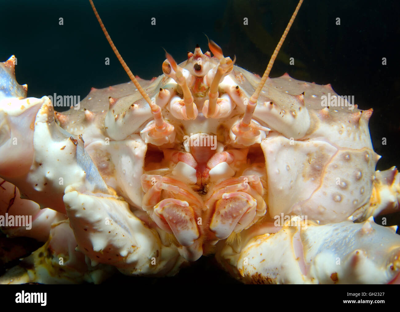 Ritratto rosso re granchio, Kamchatka crab o Alaskan granchio reale (Paralithodes camtschaticus) Mare di Barents, Arctique russo Foto Stock