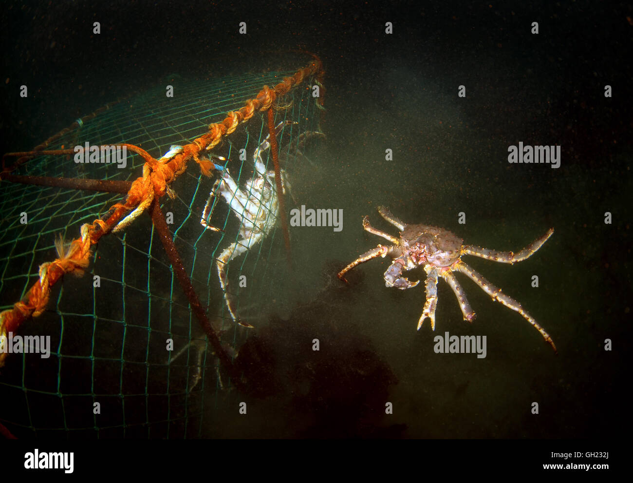 Red king granchio, Kamchatka crab o Alaskan granchio reale (Paralithodes camtschaticus), krabs catturati nella trappola, il Mare di Barents, Russia Foto Stock
