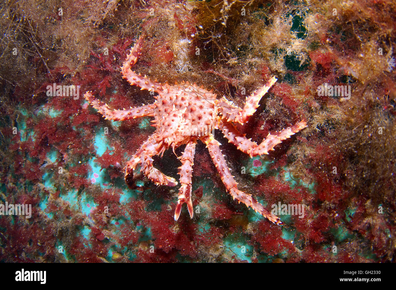 Red king granchio, Kamchatka crab o Alaskan granchio reale (Paralithodes camtschaticus) Mare di Barents, Arctique russo Foto Stock