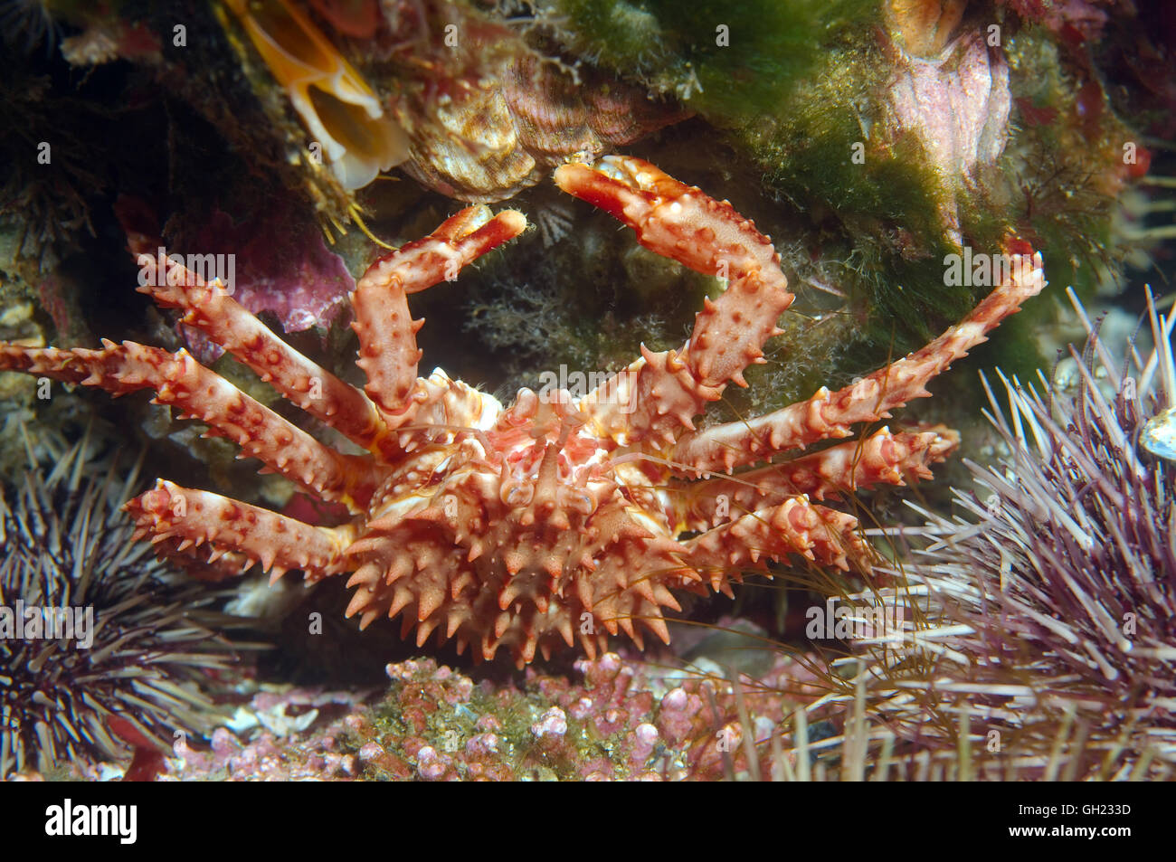Baby Red king granchio, Kamchatka crab o Alaskan granchio reale (Paralithodes camtschaticus) Mare di Barents, Arctique russo Foto Stock