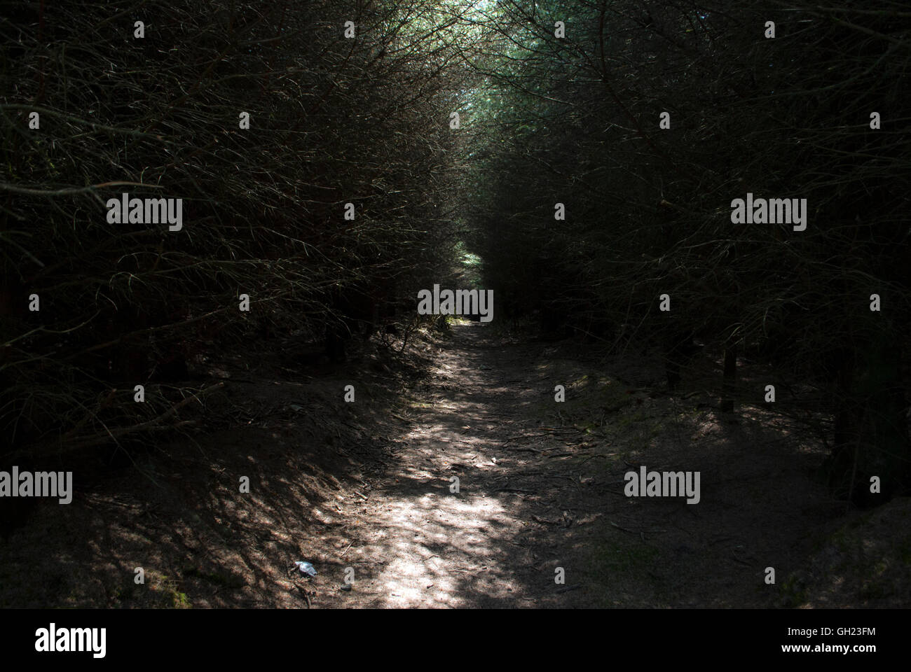 Scary dark road nella foresta Foto Stock