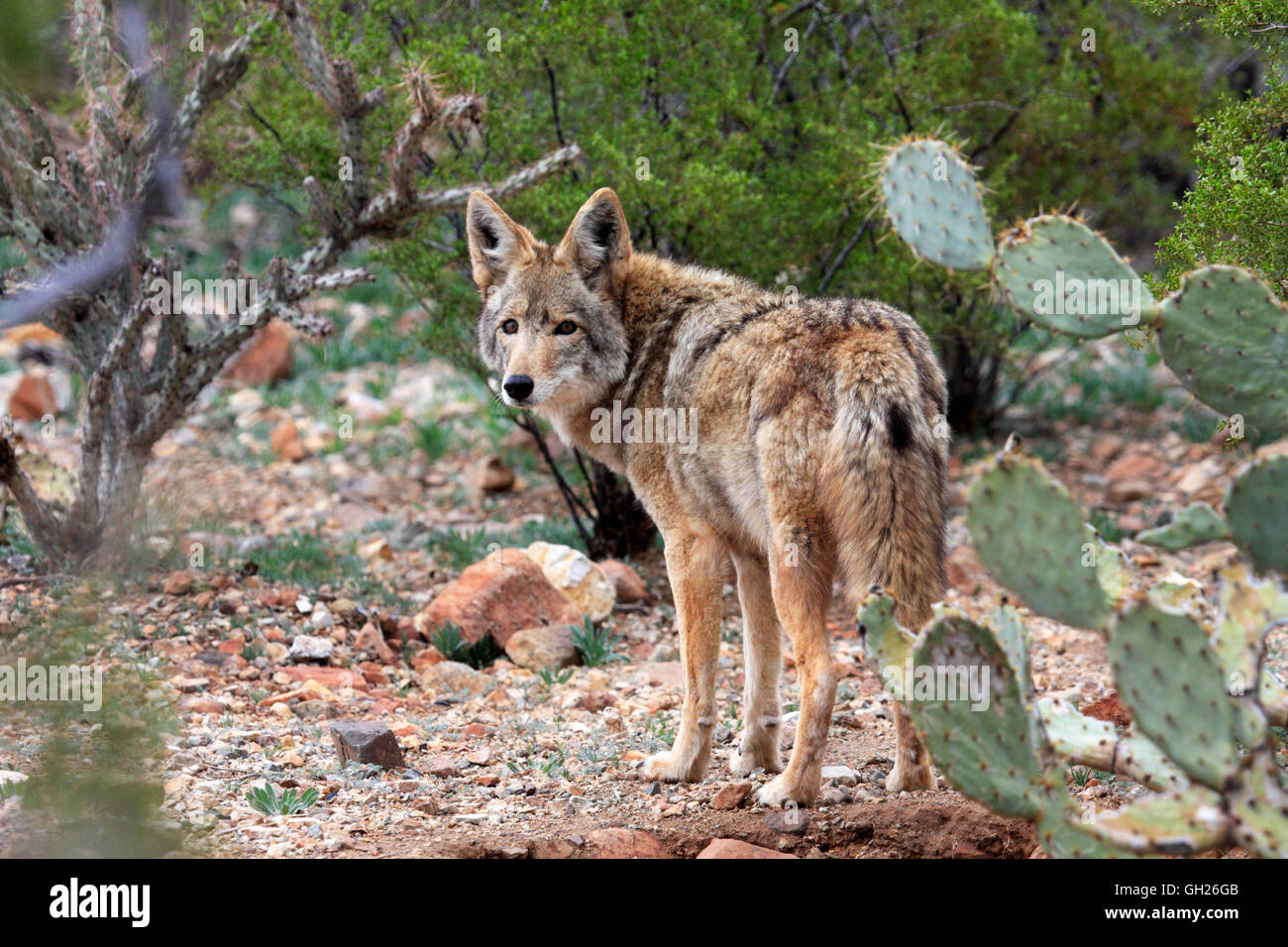 Coyote (Canis latrans), Arizona, Stati Uniti d'America Foto Stock