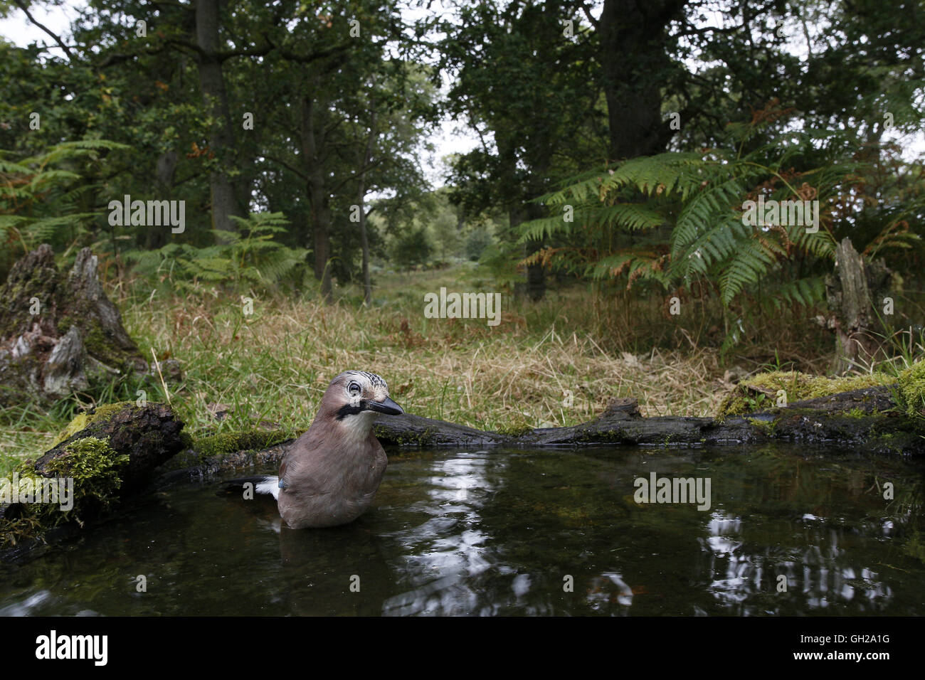 Eurasian Jay Garrulus glandarius, adulti di balneazione in stagno in legno Foto Stock