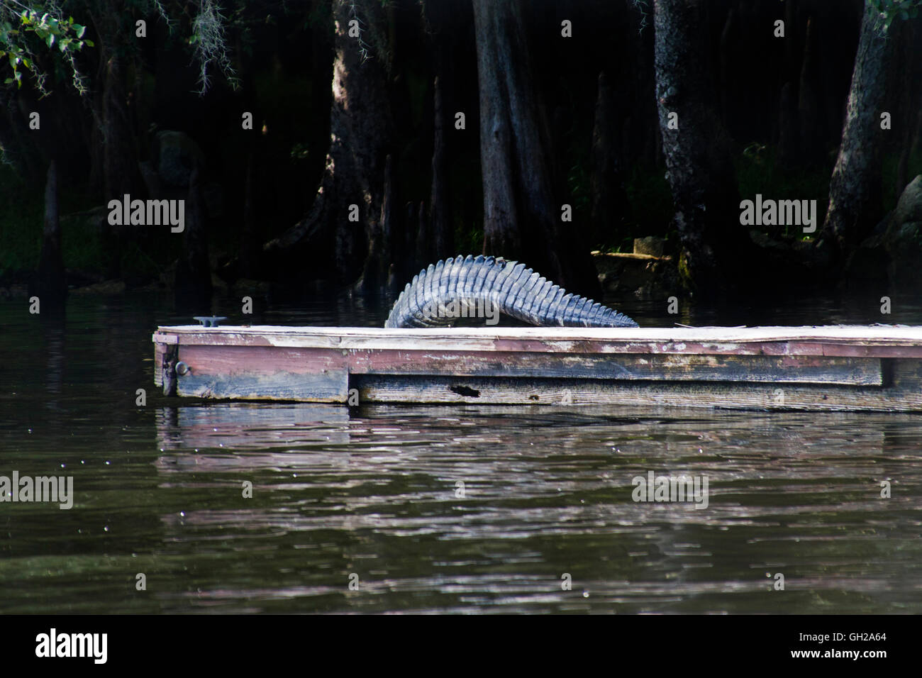 Gigante di coda di coccodrillo camminate fuori un bacino galleggiante lungo il fiume Suwanee nella Florida Centrale Foto Stock