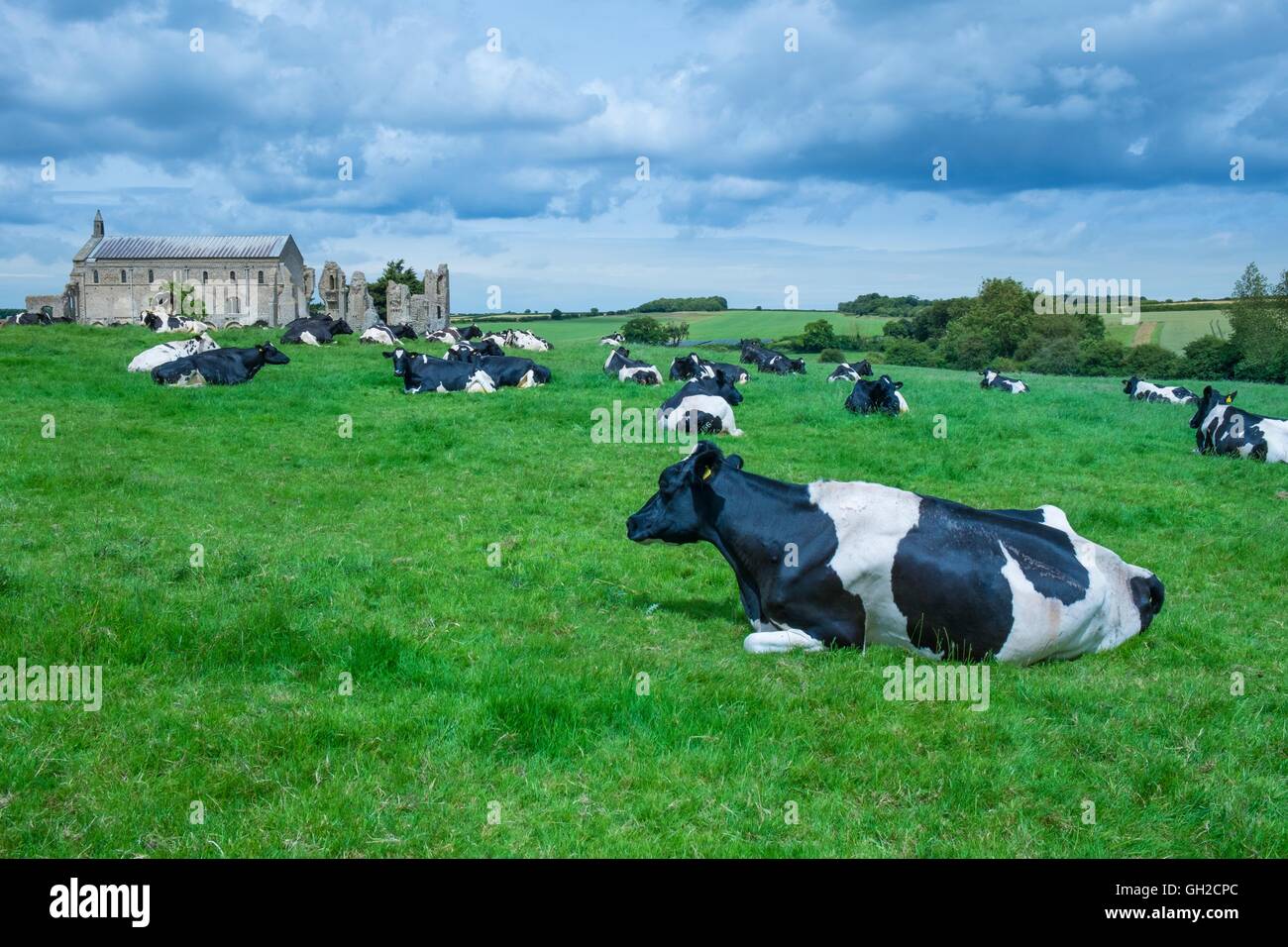 Holstein il frisone bestiame bovino di caseificio; su prato pascolo con Binham Priory in distanza; Norfolk; Inghilterra; giugno. Foto Stock