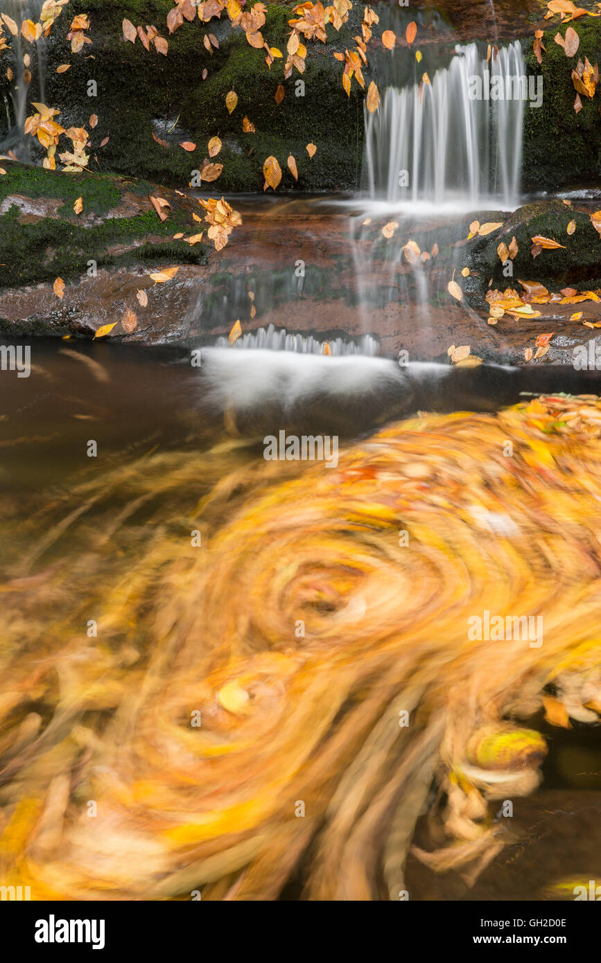 Autunno, Strada rebbio Stream e cascate, lungo Comignoli Trail - Parco Nazionale di Great Smoky Mountains Tennessee USA Foto Stock