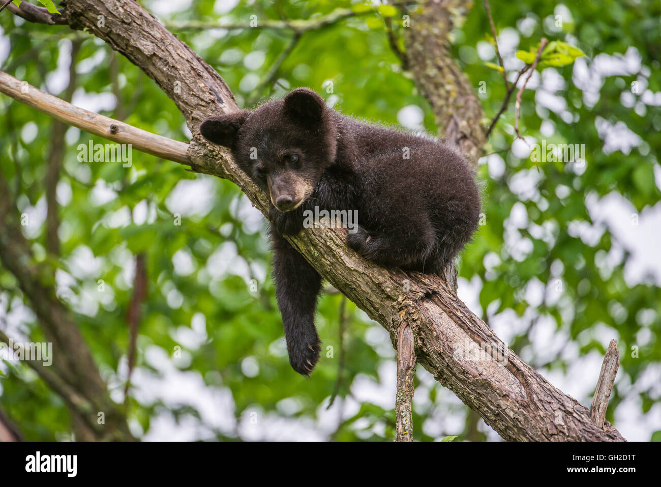 Black Bear Cub Urus americanus appoggiata nella struttura ad albero per il Nord America Foto Stock