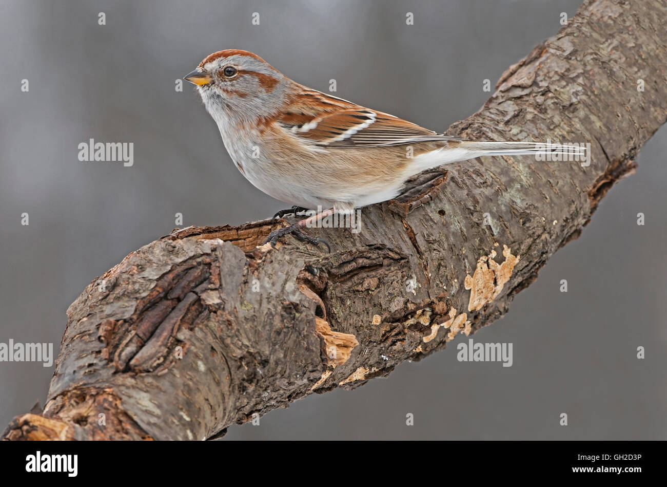 American Tree Sparrow Spizella arborea maschio Nord America Orientale, by Skip Moody/Dembinsky Photo Assoc Foto Stock