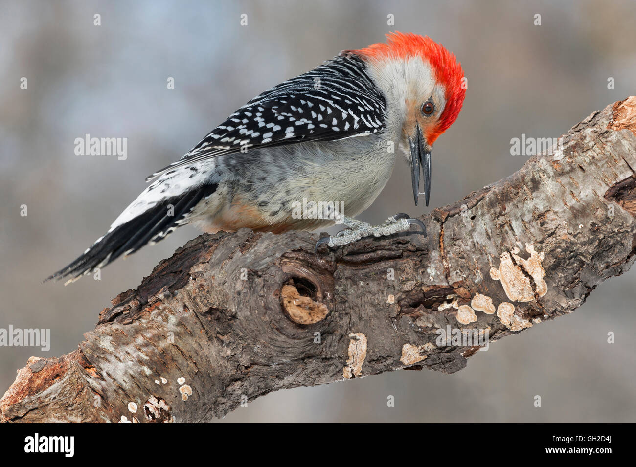 Rosso-Picchio panciuto, maschio (Melanerpes carolinus) USA orientale Foto Stock