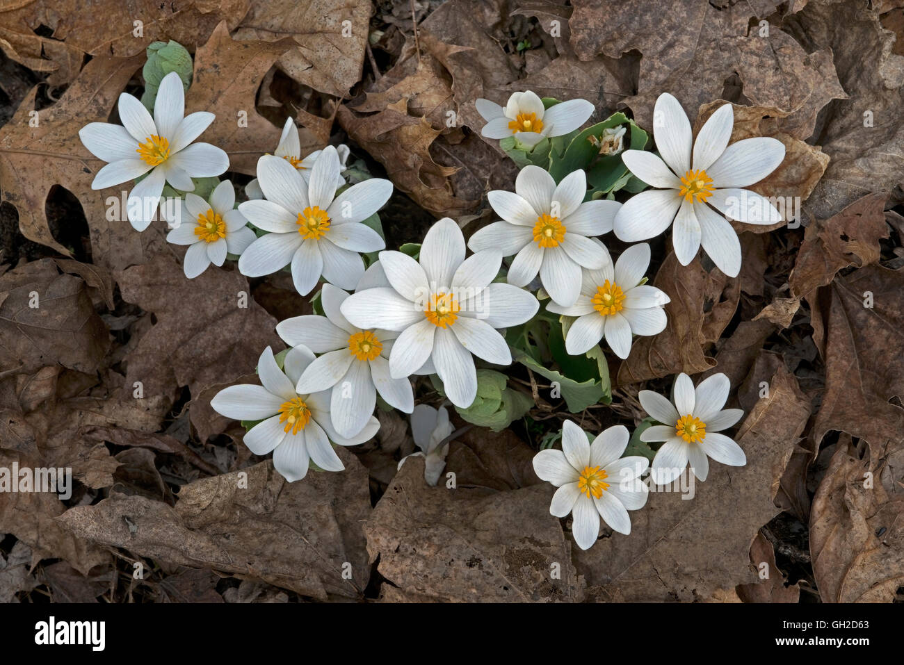 Bloodroot Sanguinaria canadensis fiorisce Primavera Hardwoods Stati Uniti d'Est, di Skip Moody/Dembinsky Photo Assoc Foto Stock