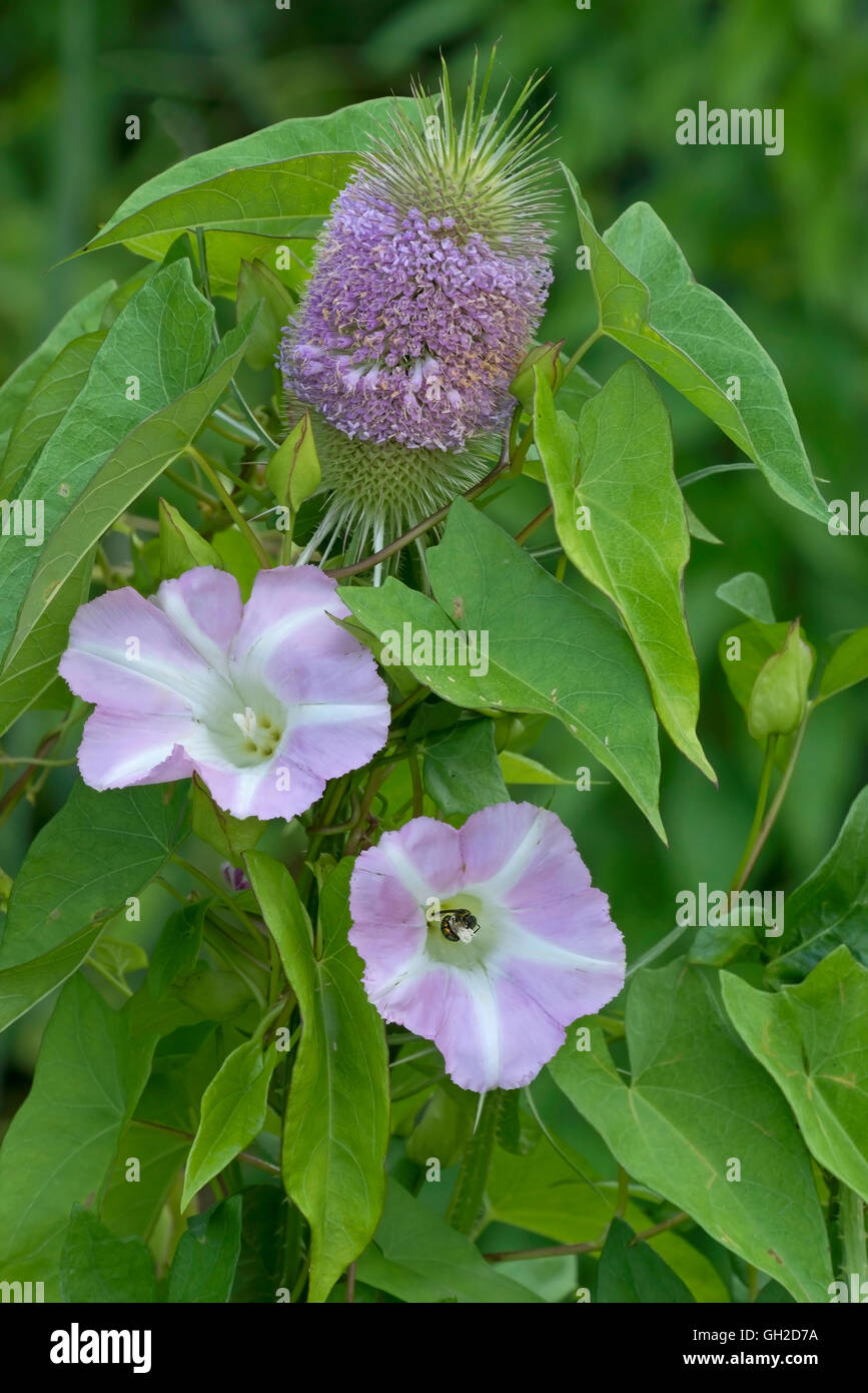 Hedge Centinodia fioritura (Calystegia sepium) avvolto attorno ad una fioritura Teasel (specie Dipsacus) USA orientale Foto Stock