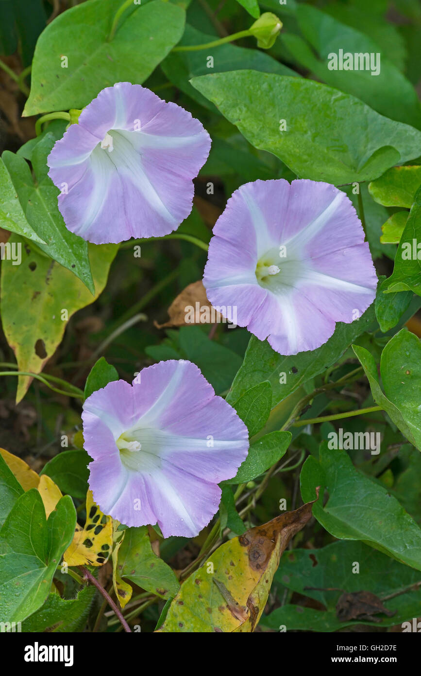 Hedge Centinodia fioritura (Calystegia sepium) USA orientale Foto Stock