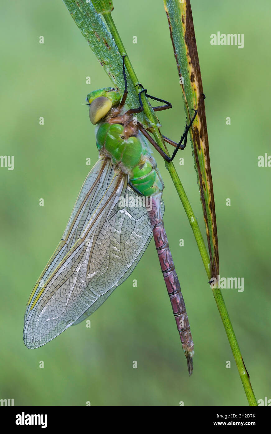 Comune Verde Darner Dragonfly Anax junius riposante su lama d'erba, E. N America, di Skip Moody/Dembinsky Photo Assoc Foto Stock