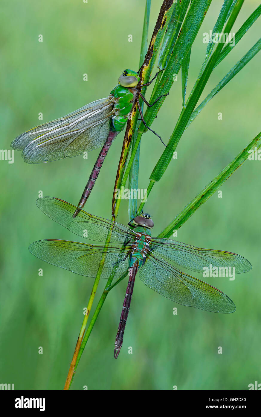 Coppia di Dragonflies Darner verdi comuni adulti (Anax junius) poggianti su lame di erba, Stati Uniti orientali, di Skip Moody/Dembinsky Photo Assoc Foto Stock