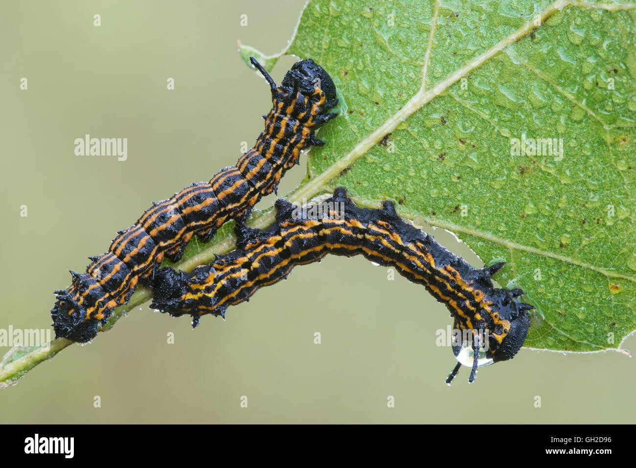 Rovere Orange-Striped worm (Anisota senatoria) alimentazione su foglie di quercia (Quercus sps) est Stati Uniti Foto Stock