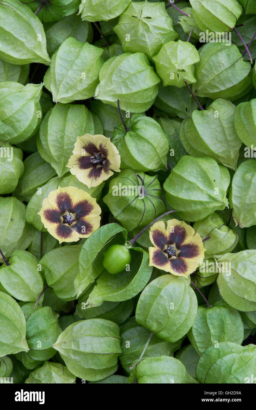 La massa fluida di fiori di ciliegio e seedpods (Physalis longifolia var subglabrata) E STATI UNITI D'AMERICA Foto Stock