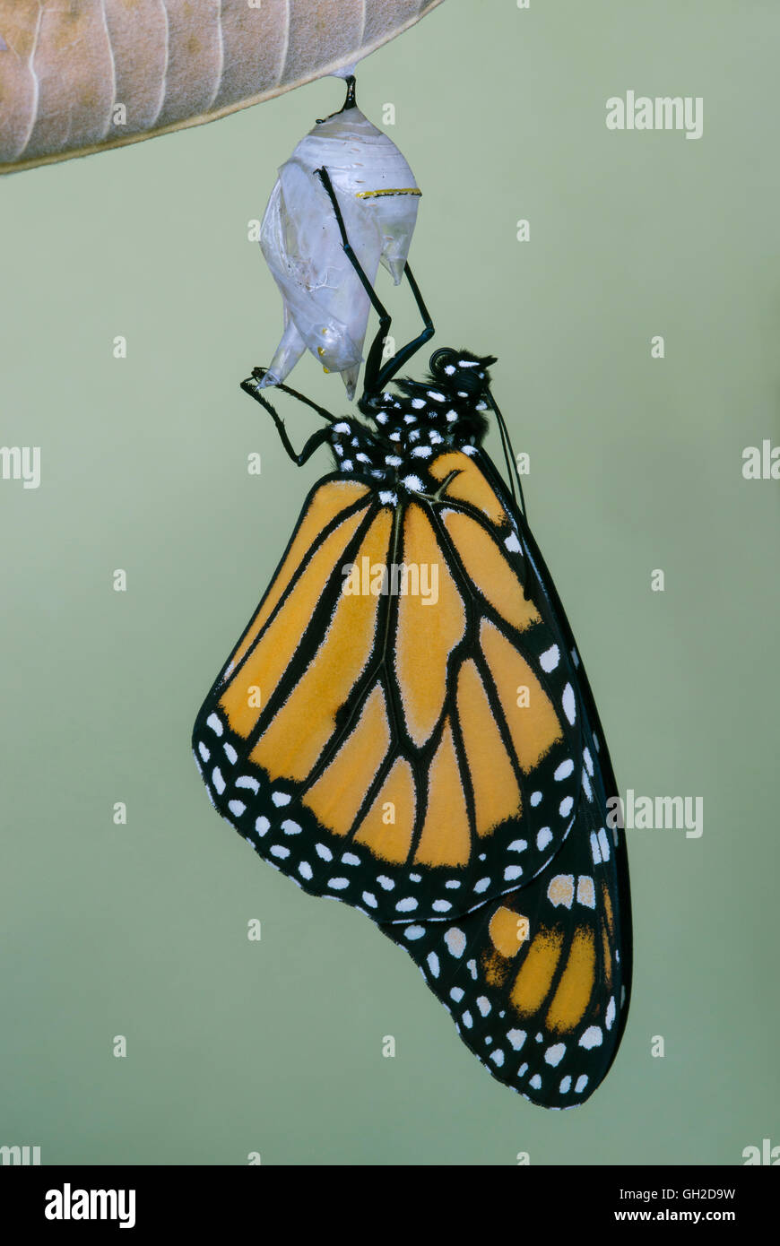 Farfalla monarca Danaus plexippus adulto appena emerso dal crisalide & essiccazione USA orientale Foto Stock