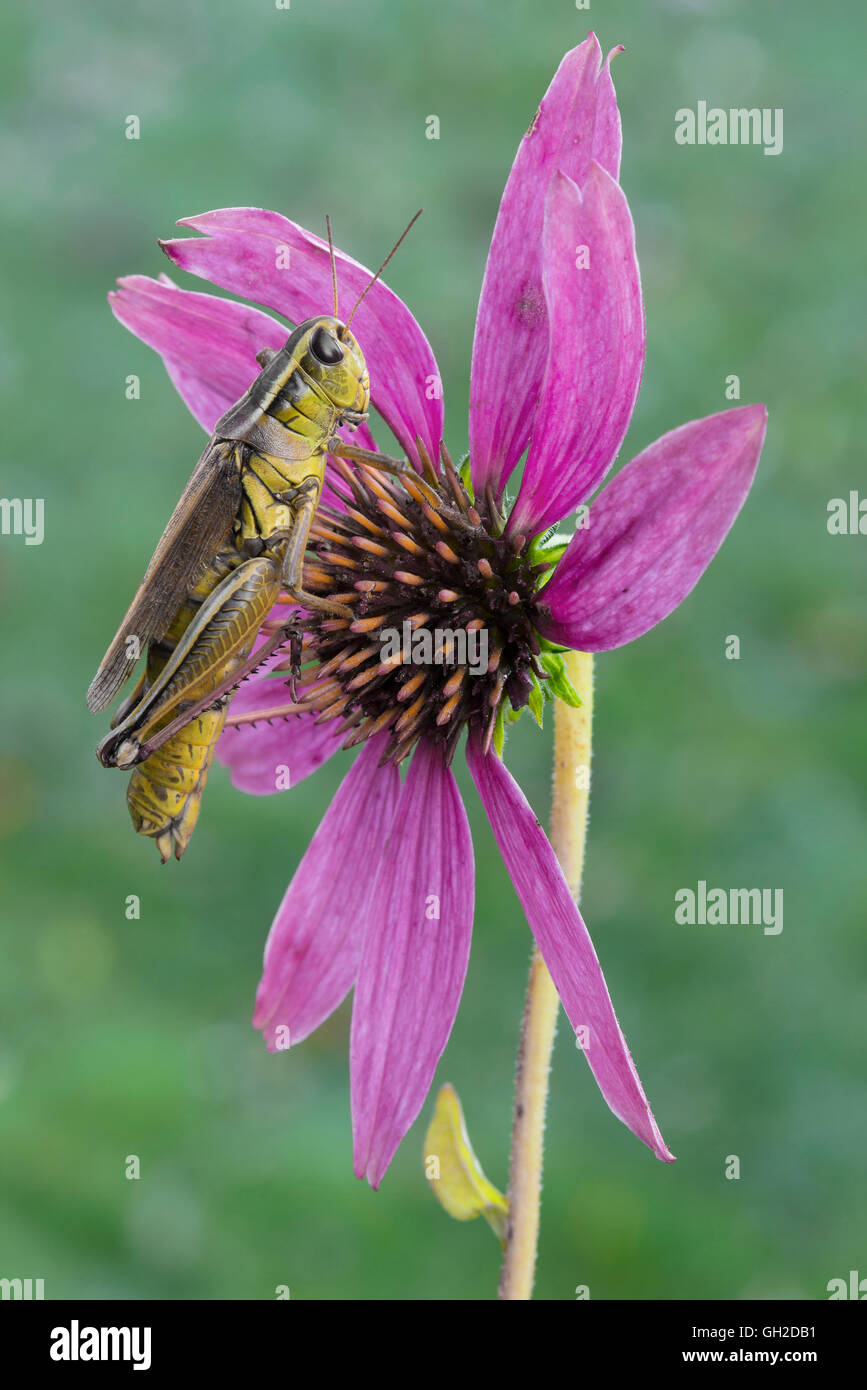 Due-Striped Grasshopper (Melanoplus bivittatus) su E. Purple Coneflower (Echinacea purpurea), e USA, di Skip Moody/Dembinsky Photo Assoc Foto Stock