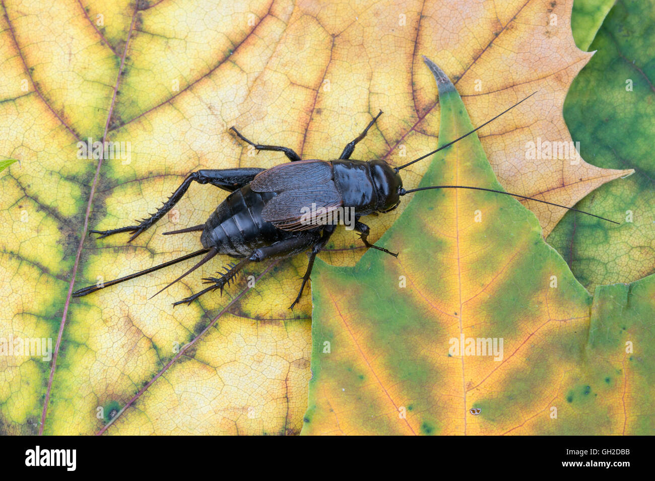 Campo Cricket (specie di Gryllus), femmina su foglia di acero (specie Acer), Stati Uniti orientali, di Skip Moody/Dembinsky Photo Assoc Foto Stock