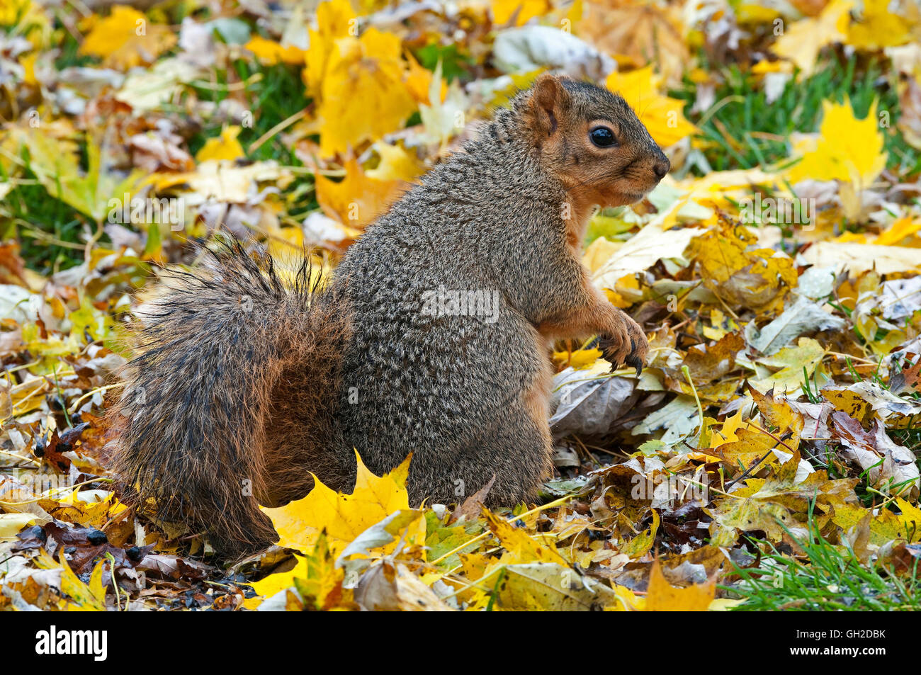 Fox orientale scoiattolo (Sciurus niger) sul suolo della foresta, alla ricerca di cibo, l'autunno, e l'America del Nord Foto Stock