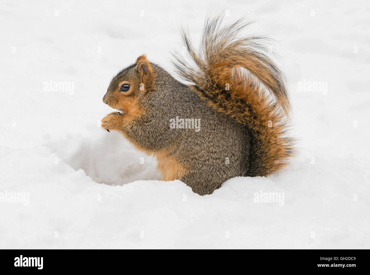 Eastern Fox Squirrel Sciurus niger recuperare e mangiare noci immagazzinate da cibo cache e NA, da Skip Moody/Dembinsky Photo Assoc Foto Stock