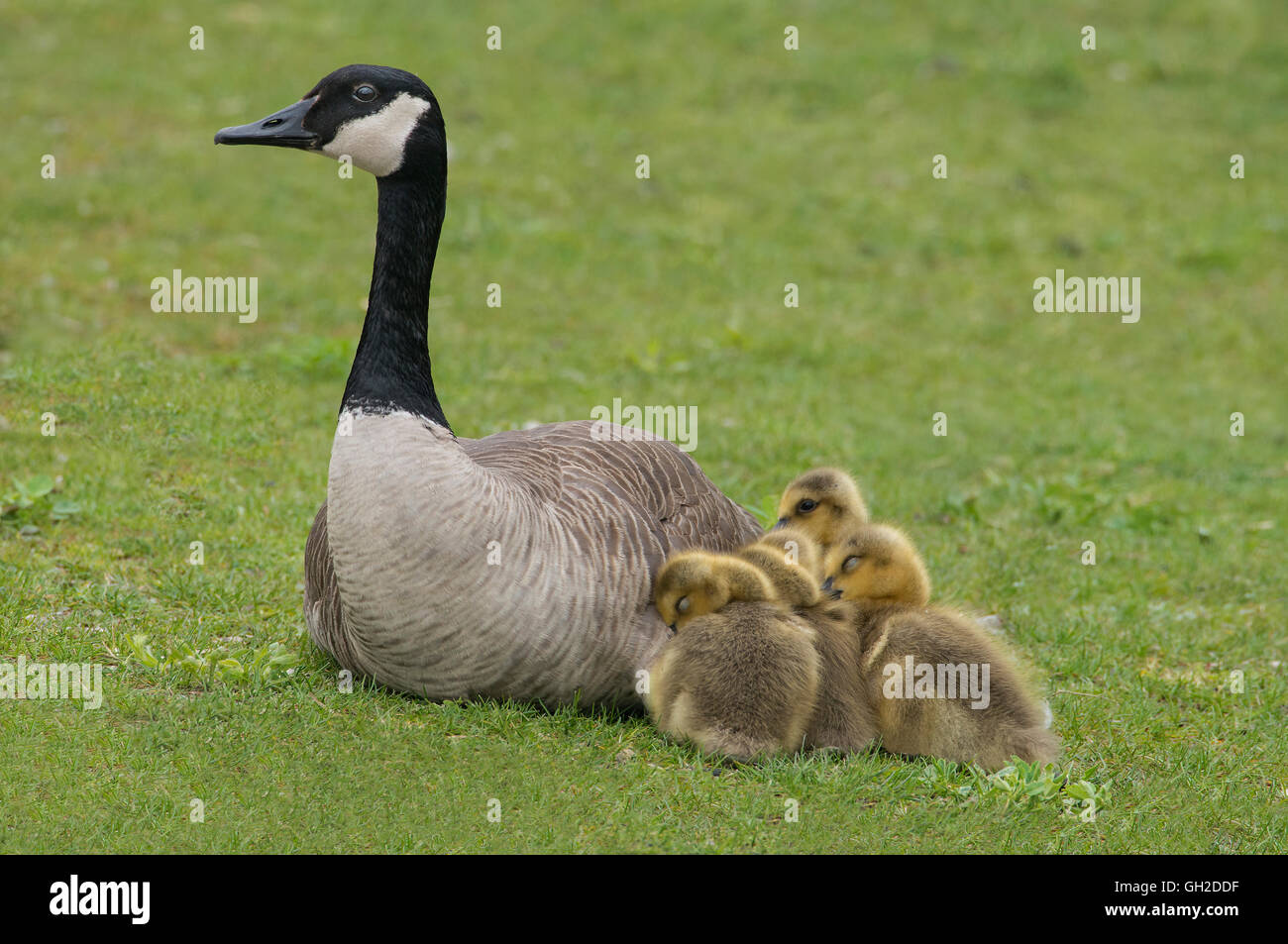 Canada goose (Branta canadensis) con goslings, molla, America del Nord Foto Stock