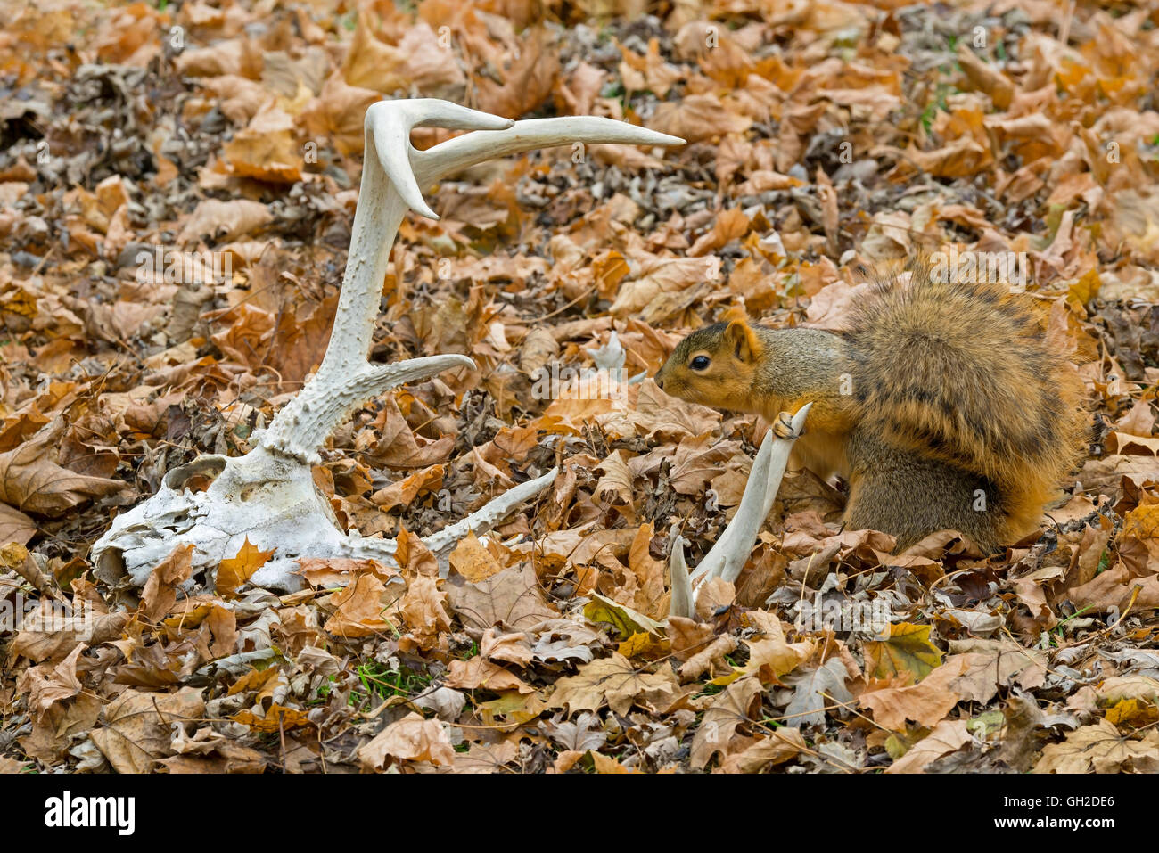 Eastern Fox Squirrel (Sciurus niger) sul fondo della foresta, e White-tailed Deer antlers, Autumn, e NA, di Skip Moody/Dembinsky Photo Assoc Foto Stock