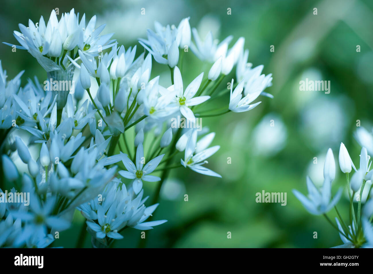 Fioritura bianco aglio selvatico fiori contro lo sfondo di colore verde. Foto Stock