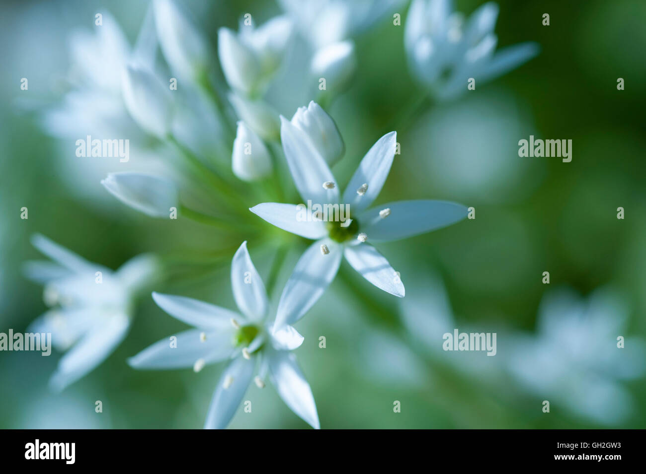 Fioritura bianco aglio selvatico fiori contro lo sfondo di colore verde. Foto Stock