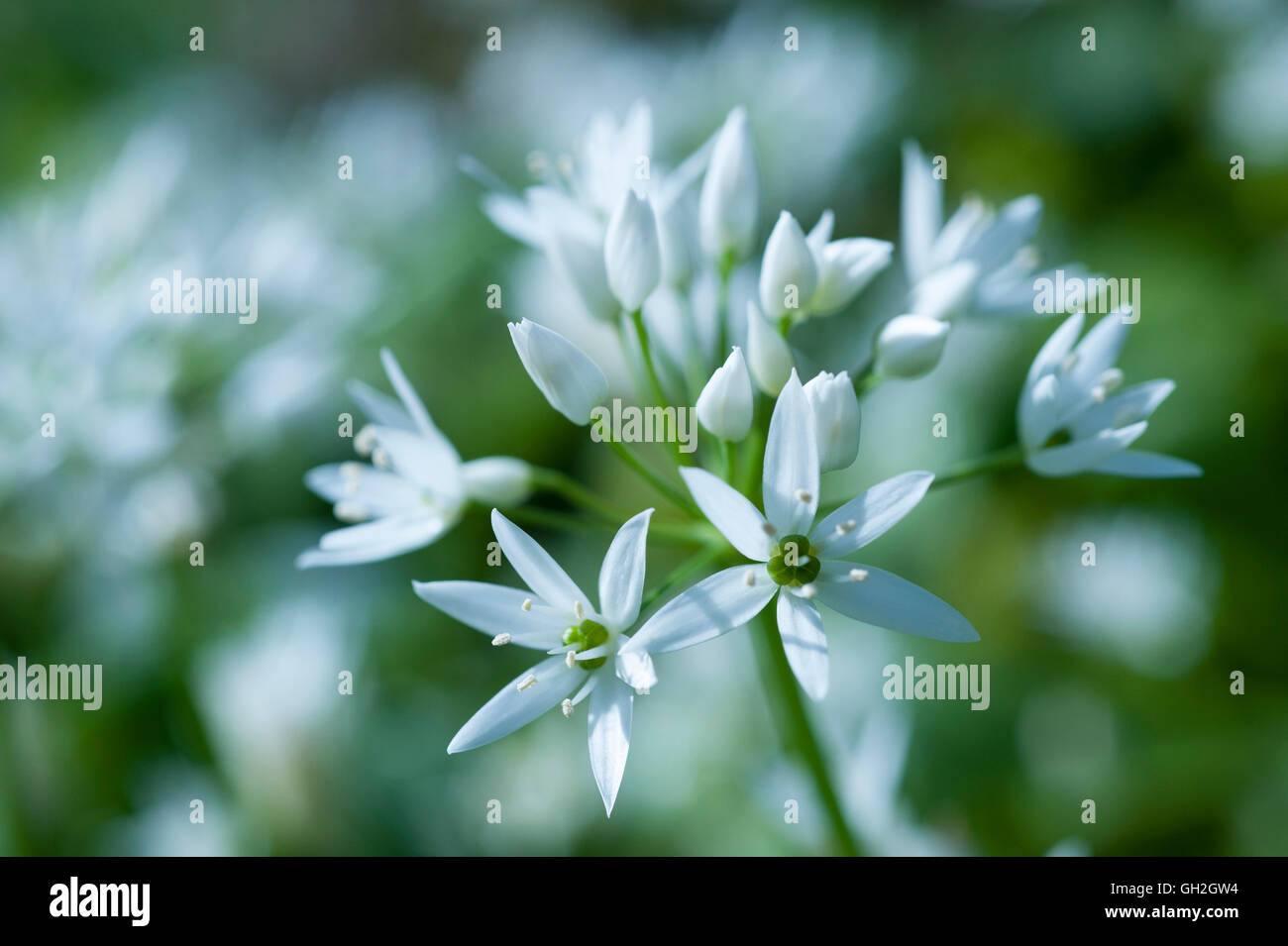 Fioritura bianco aglio selvatico fiori contro lo sfondo di colore verde. Foto Stock