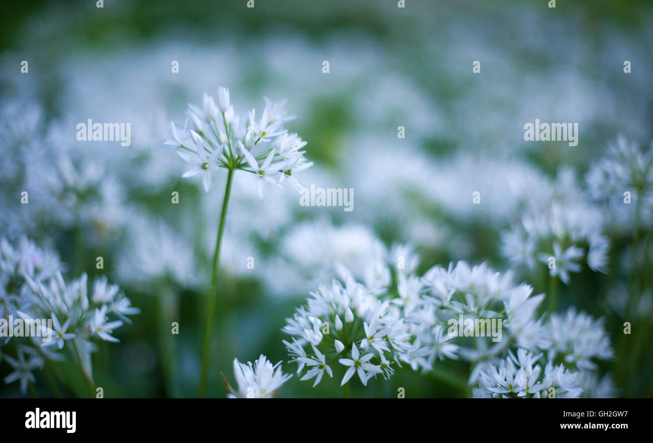 Fioritura bianco aglio selvatico fiori contro lo sfondo di colore verde. Foto Stock