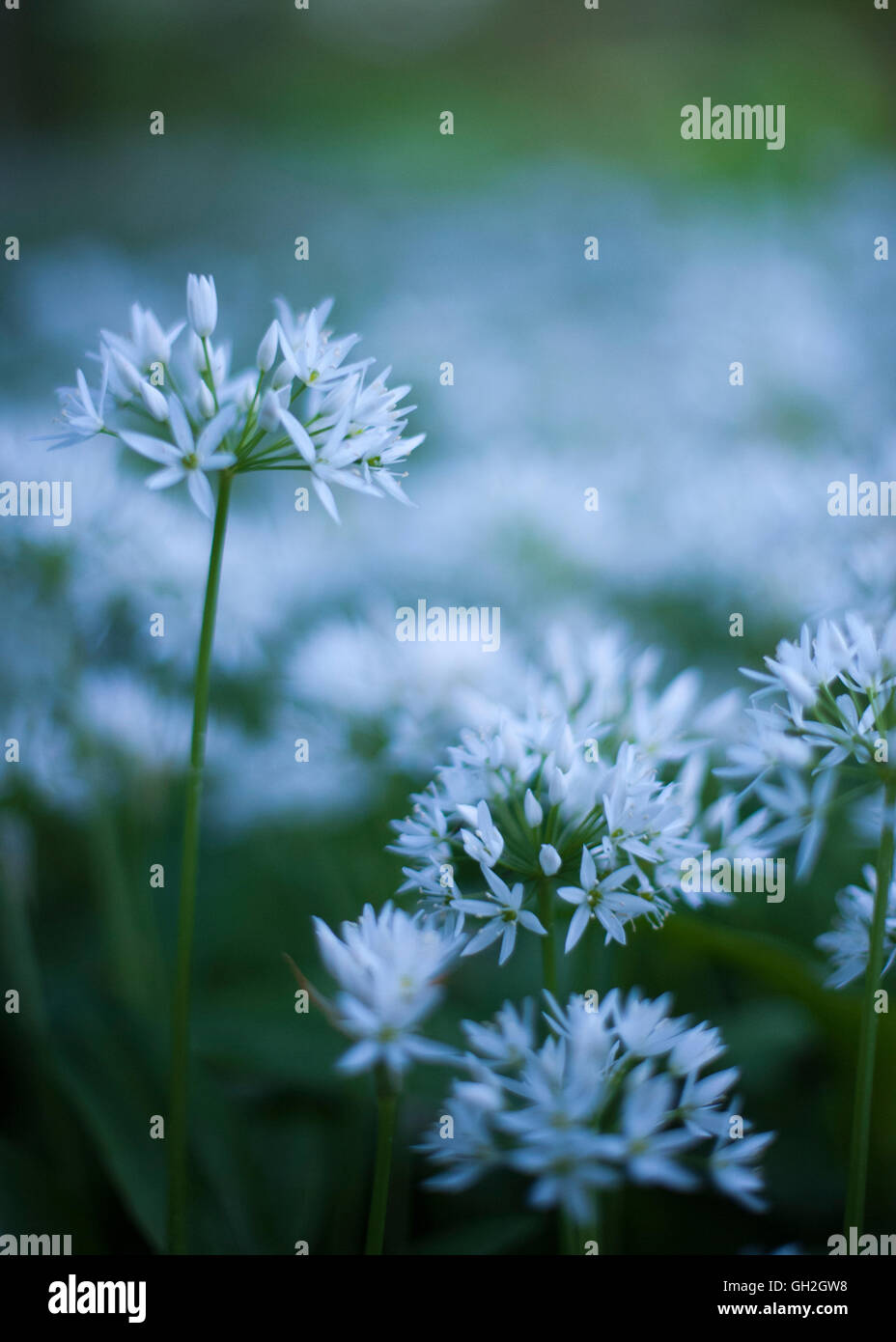 Fioritura bianco aglio selvatico fiori contro lo sfondo di colore verde. Foto Stock