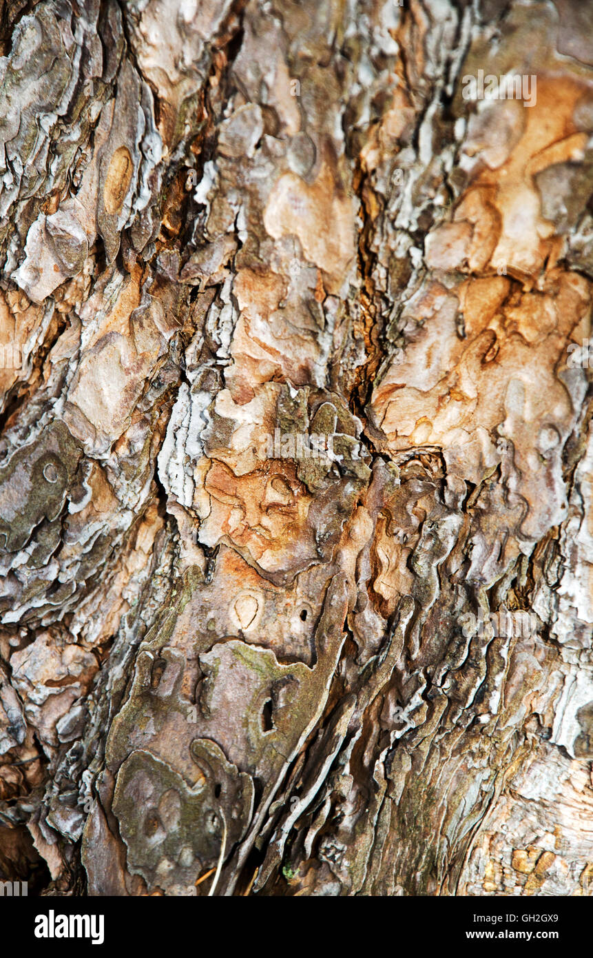 Il pino di corteccia di albero di close-up di una texture dettagli. Foto Stock