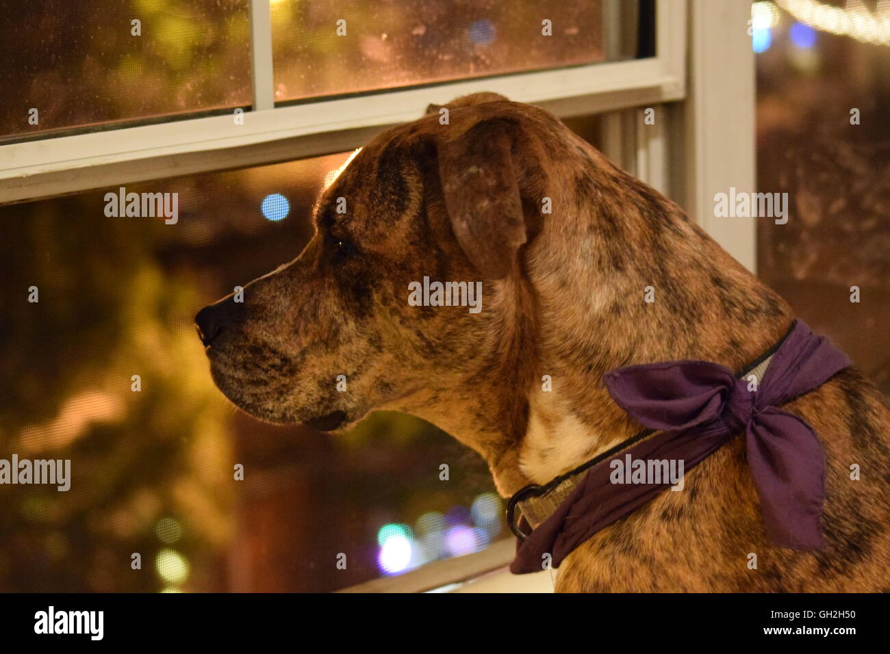 Cane di notte. Foto Stock
