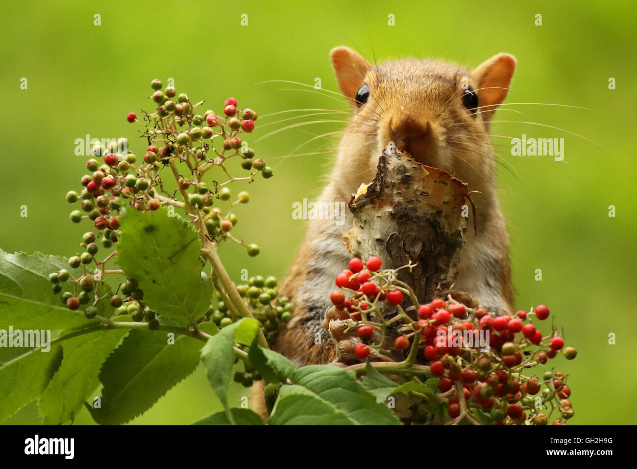 Un Gray Squirrel alimentare tra sambuchi. Foto Stock