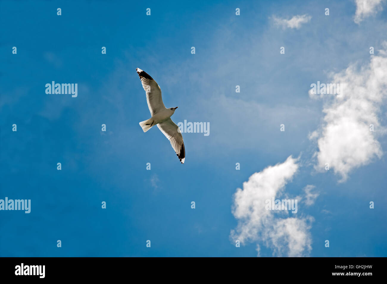 Seagull battenti in Norvegia fiordo di cui sopra Foto Stock