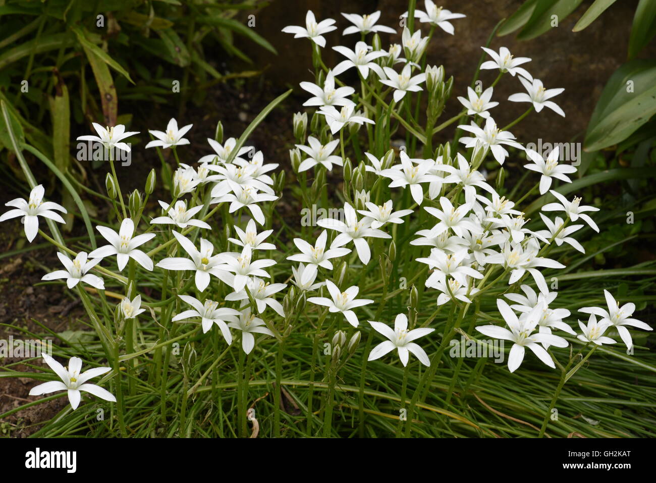 Fiori bianchi su letto di fiori giardino nel periodo estivo Foto Stock