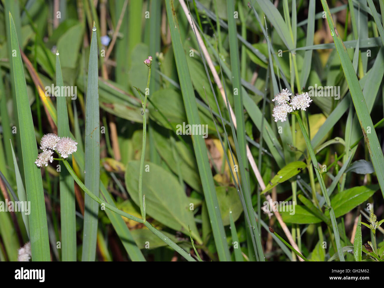 Acqua tubolare-dropwort o acqua levistico - Oenanthe fistulosa Foto Stock