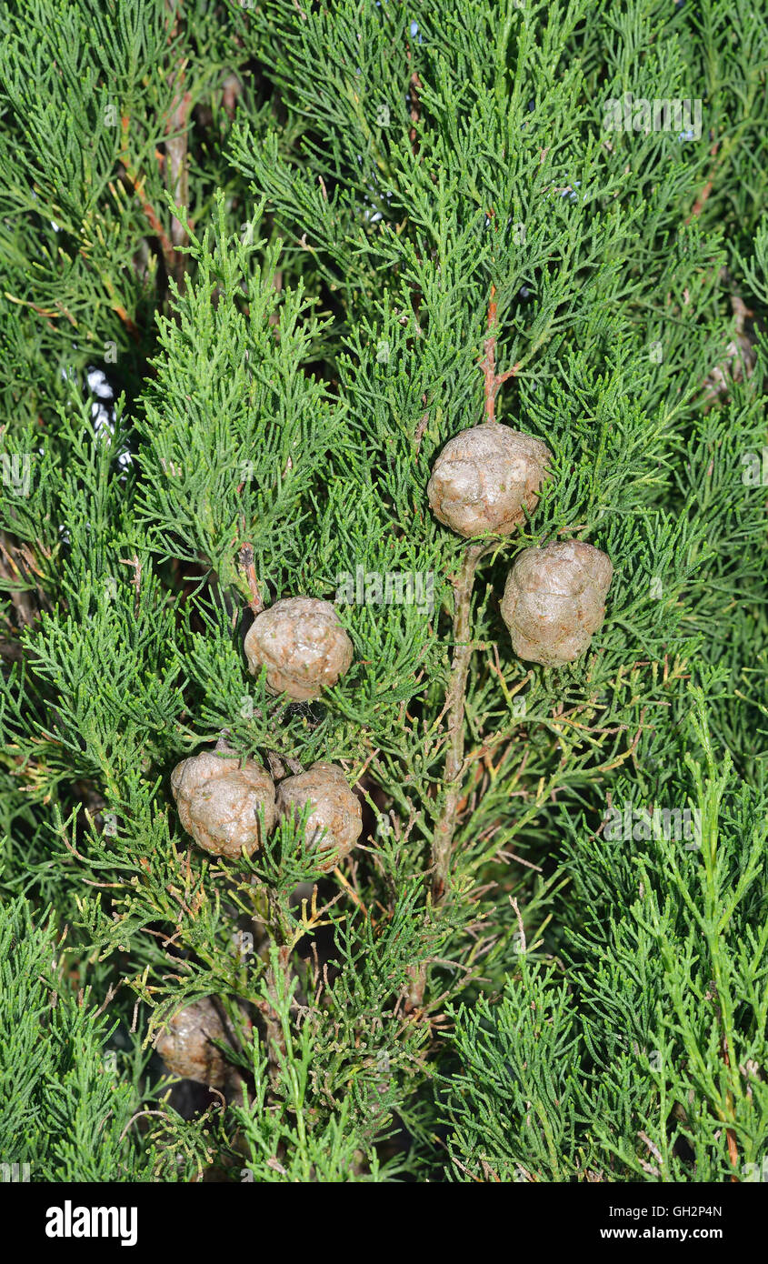 Mediterraneo cipresso - Cupressus sempervirens vecchi coni su albero Foto Stock